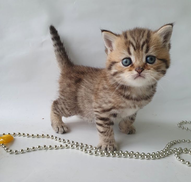 Київ котик маленький британець, котята, котики,