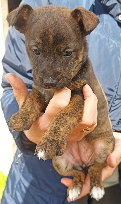 Dwie piękne sunie szukają domu.