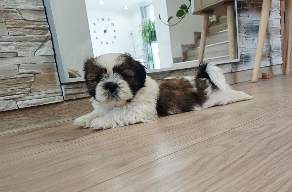 Piesek Shih Tzu malutki