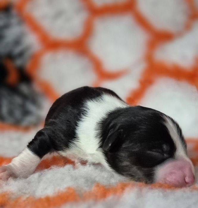 Amerykanski Owczarek Miniaturowy - zapowiedz miotu