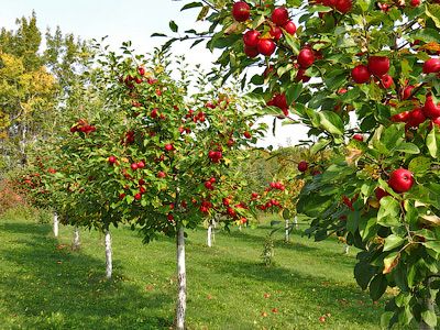 Начатое строительство Черемушки Поле Чудес