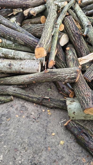 Drzewo drewno Wierzba iwa ,topola