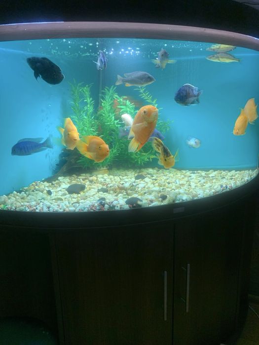 Пара трехгибридных попугаев