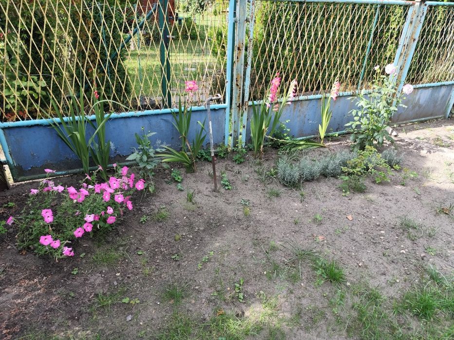 Zdjęcie 7
