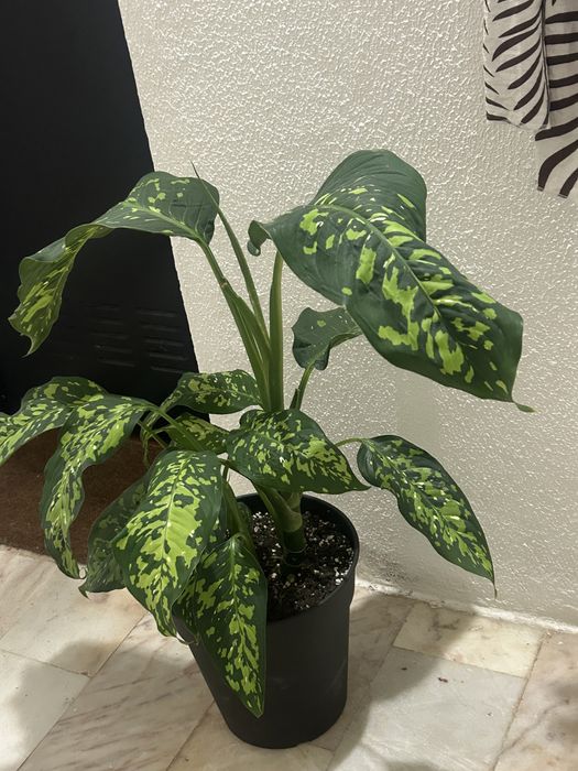 Planta comigo ninguem pode