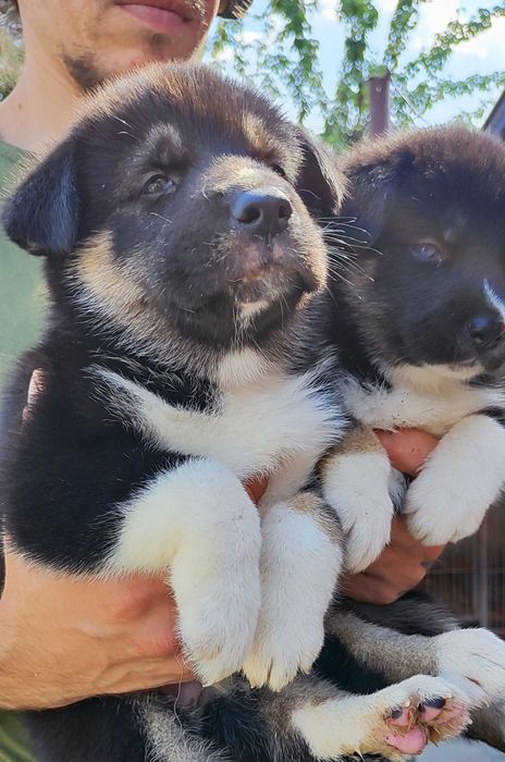 Класні чистокровні