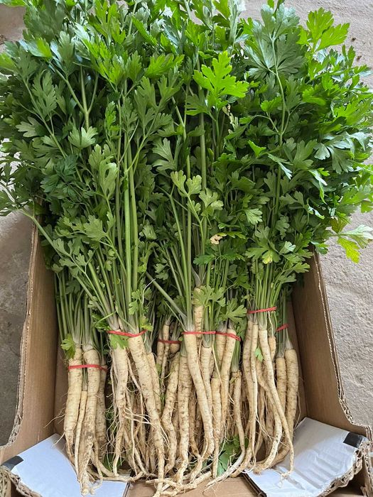 Ziemniaki odmiana DENAR 15kg-15zł