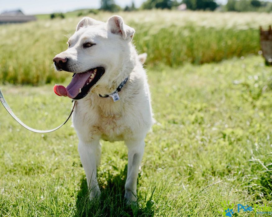 Carlos - młody, energiczny pies mix labrador SCHRONISKO