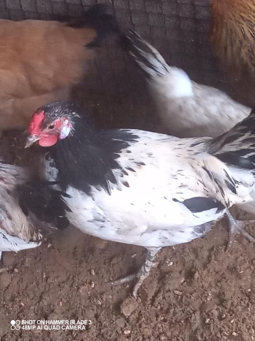 Kogut koguty różne gatunki