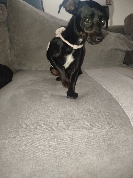 Pinscher cruzada