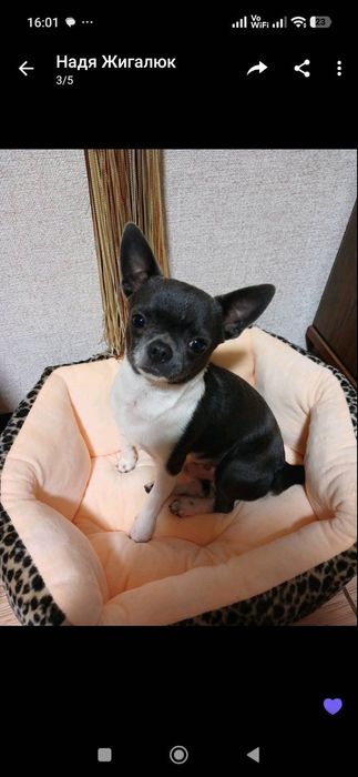 Вʼязка Чіхуахуа , чудовий хлопчик