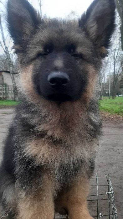 Німецька овчарка длинношерстна