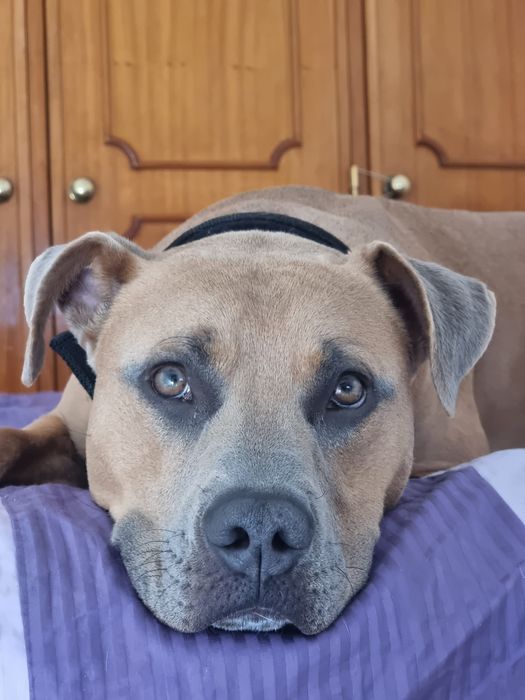 Macho  6 anos para adopcao