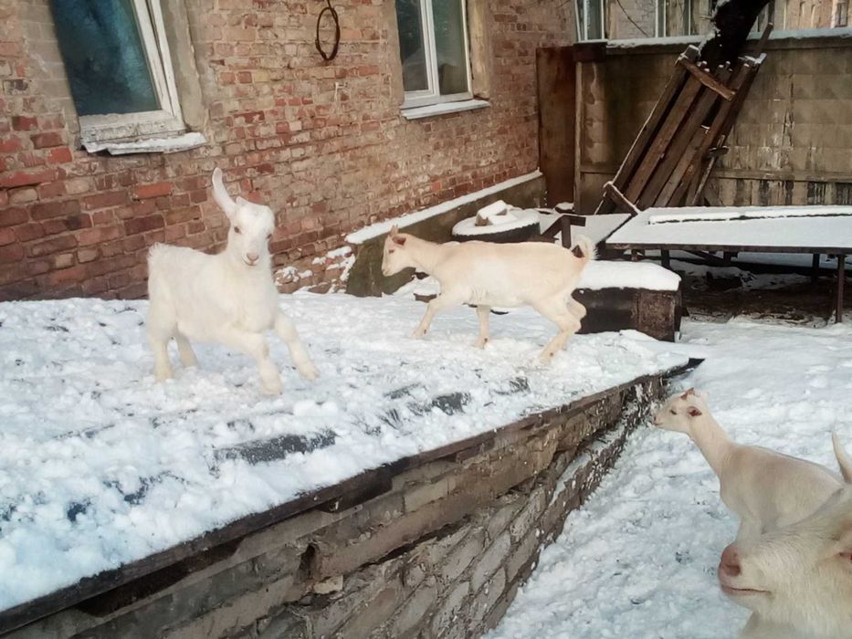 козы зааненско нубийские