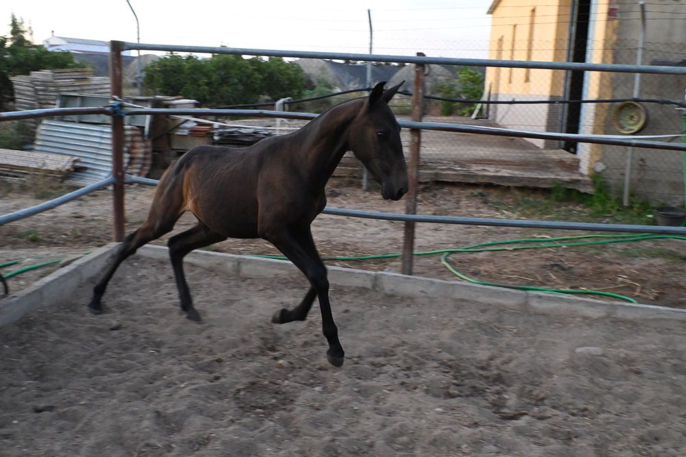 Poldro lusitano ( cruzado )
