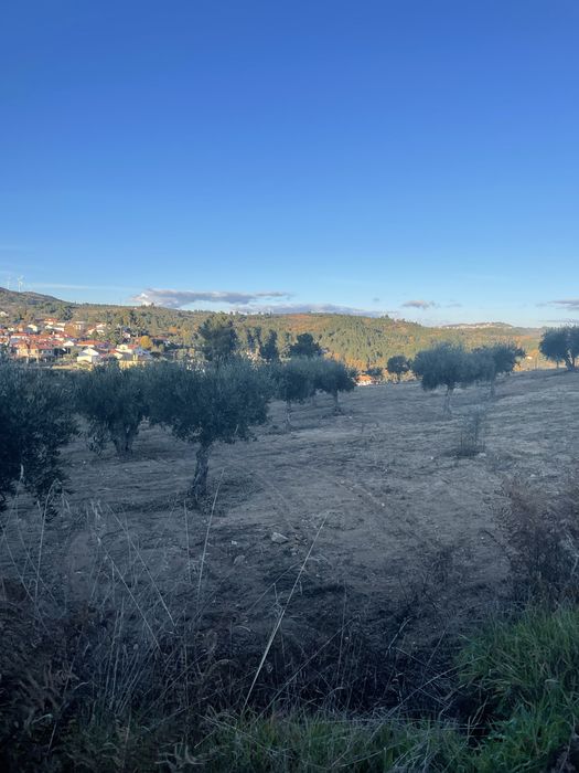 Vendo quinta no Douro 6ha vinha e olival