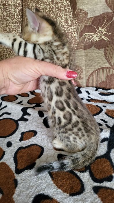 Бенгальские котята wcf