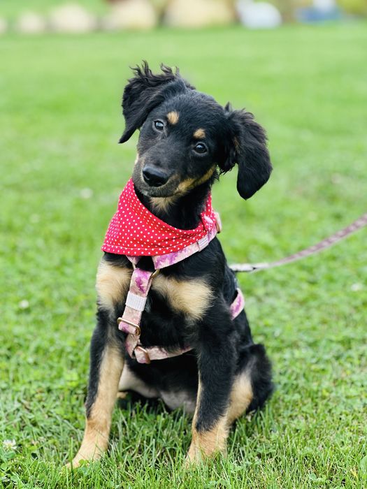 Nela szuka domku 5 miesięcy waży 5,5 kg