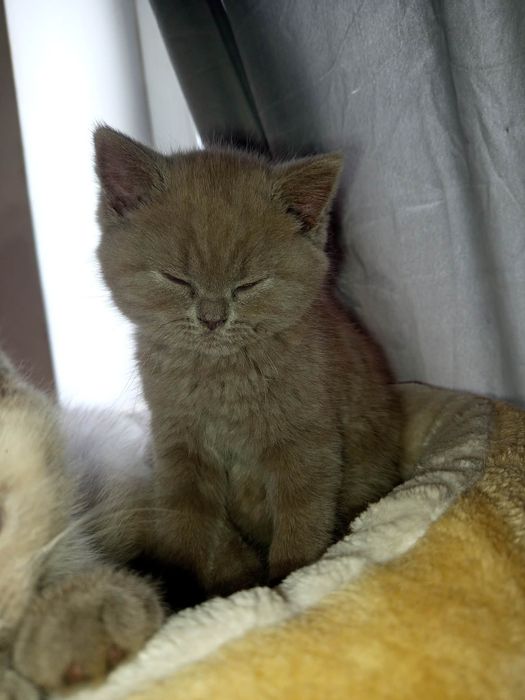 Kotek brytyjski liliowy