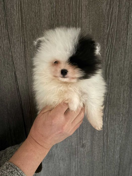 szpic miniaturowy pomeranian