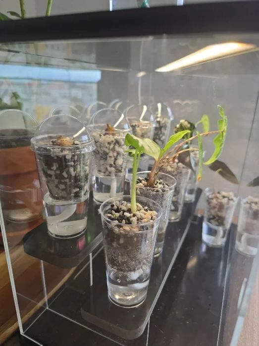 Copo de propagação alocasia