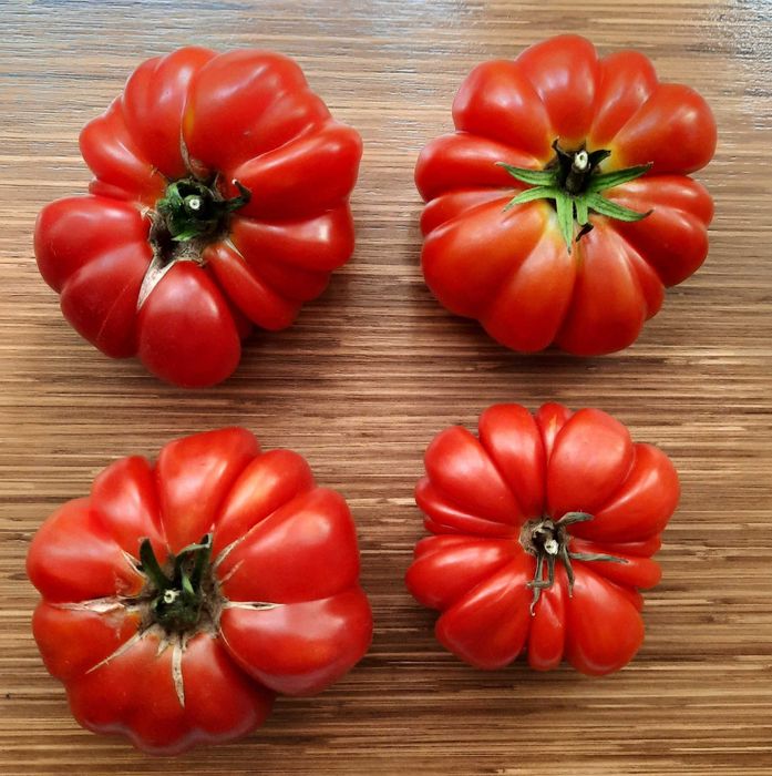 pomidor Costoluto Fiorentino nasiona kolekcjonerskie