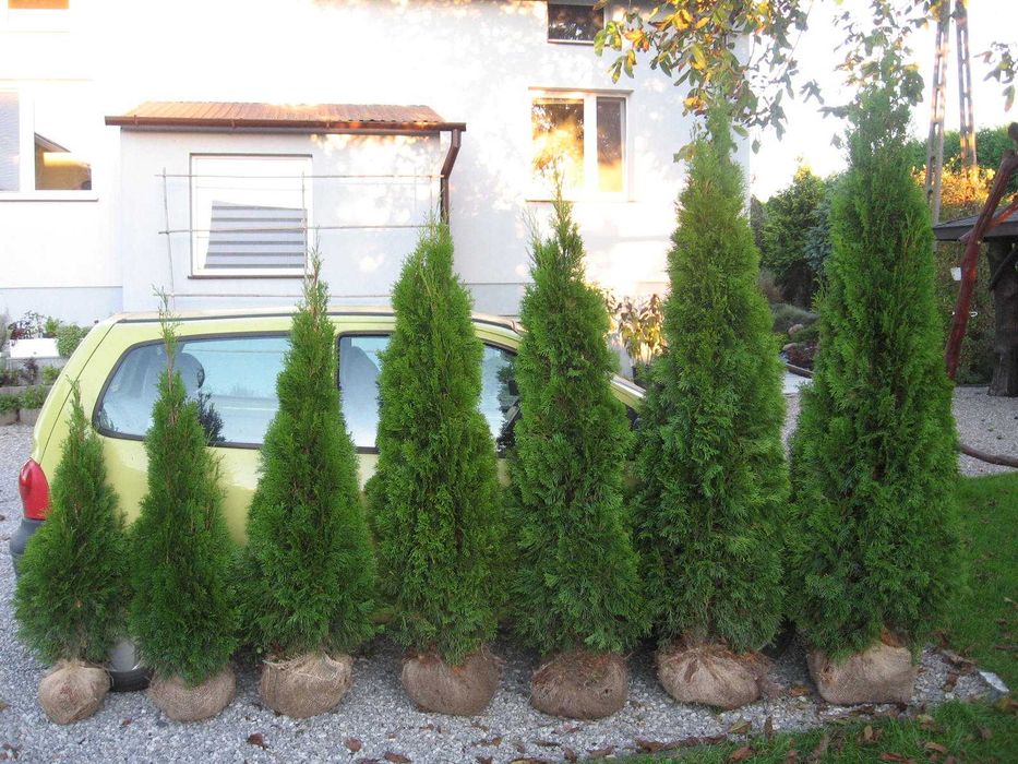 tuja szmaragd 80cm- 280 cm