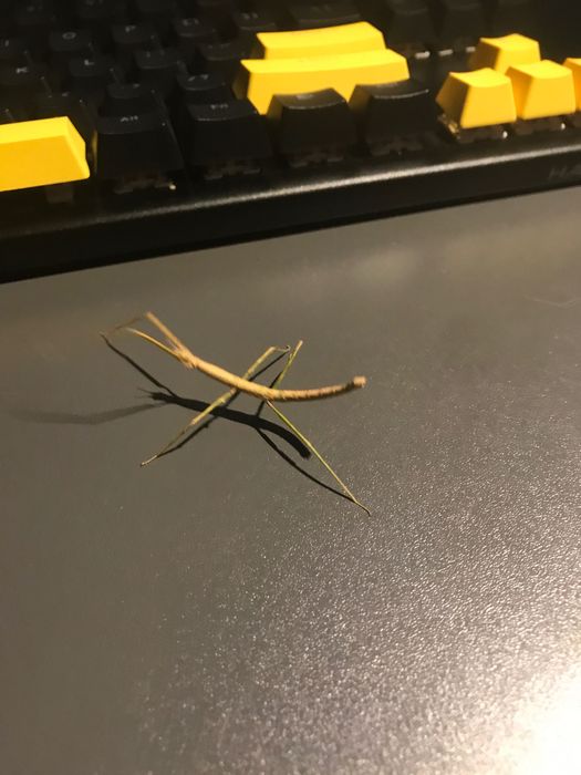 Młode patyczaki Rogate za darmo