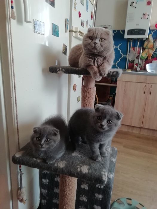 Котята шатладские веслоухие