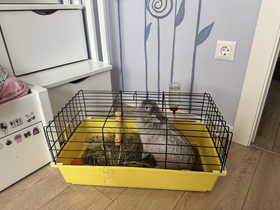 Подарую кролика в гарні руки