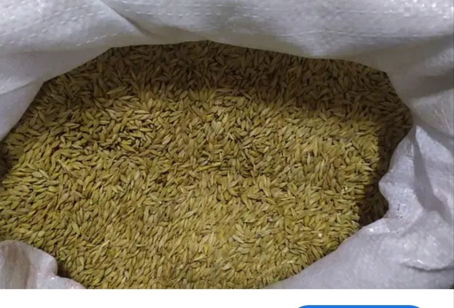 Ячмінь озимий...