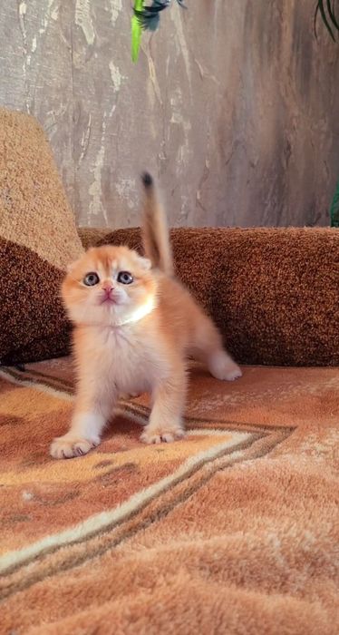 Идеальная во всем ny11 золотая шиншилла