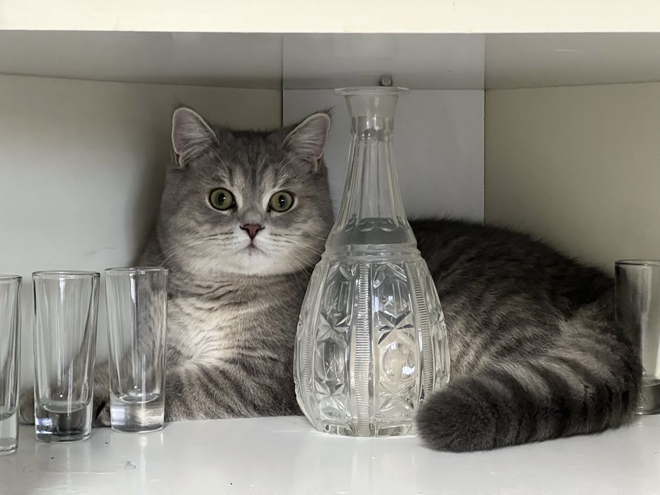 Вязка шотландский кот
