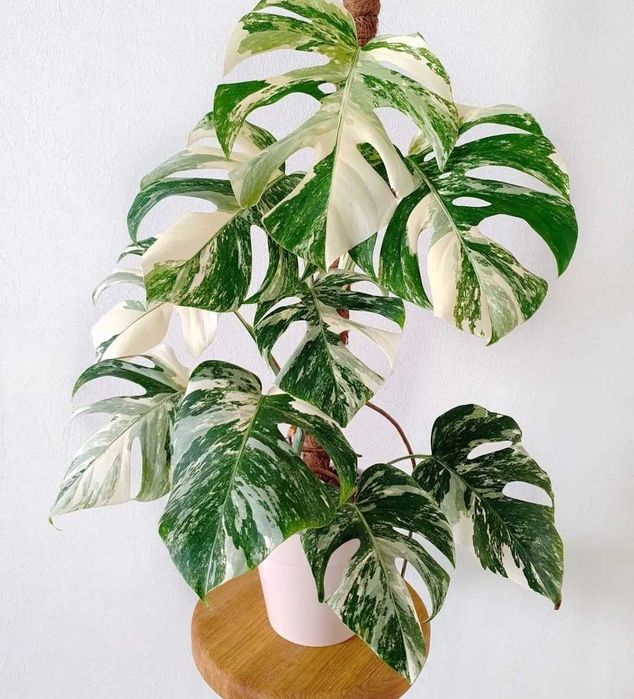 Монстера варіагатна, Альба