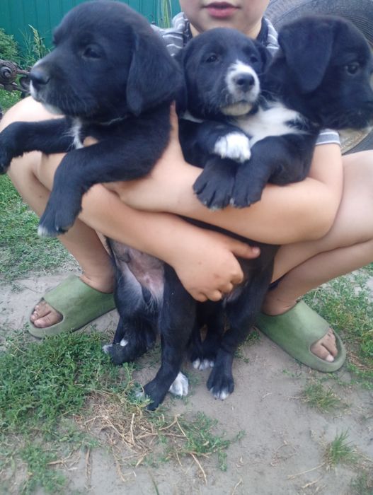 Щенята безкоштовно