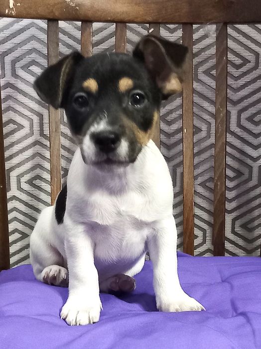 Цуценя Джек рассел тер'єра