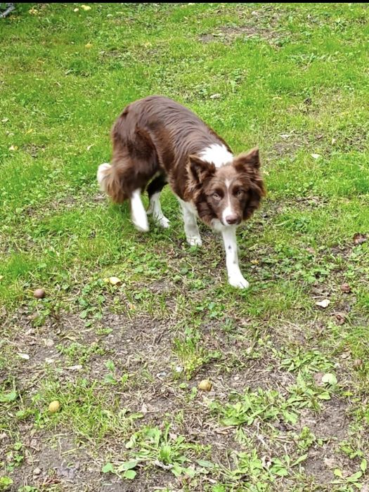 Border collie suczka blue merle