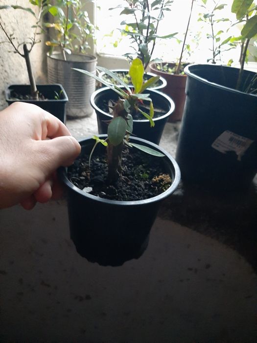 Coroa de cristo Euphorbia milli