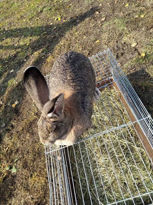 Sprzedam samicę dużą młodą..