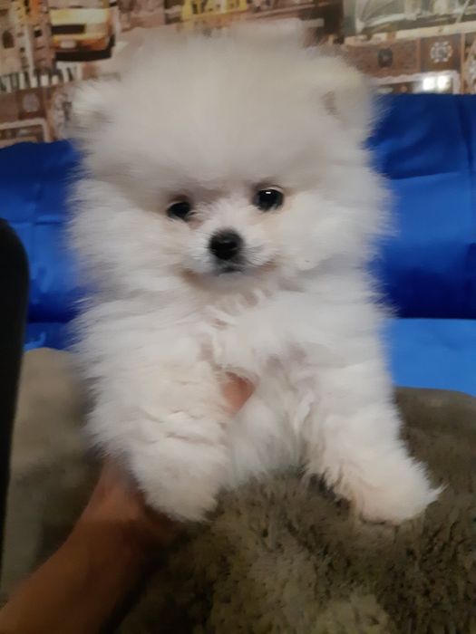 Пухнасті красунчики.