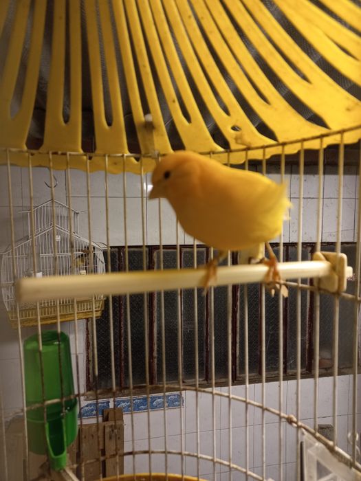 Vendo Canários Cantadores