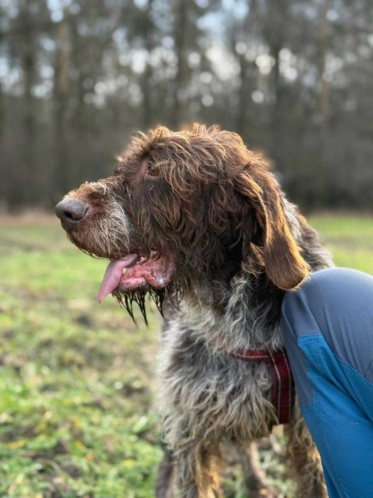 wyżeł  niemiecki szorstkowlosy  w schronisku w skierniwicach
