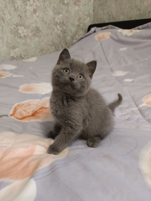 Шотландские котики