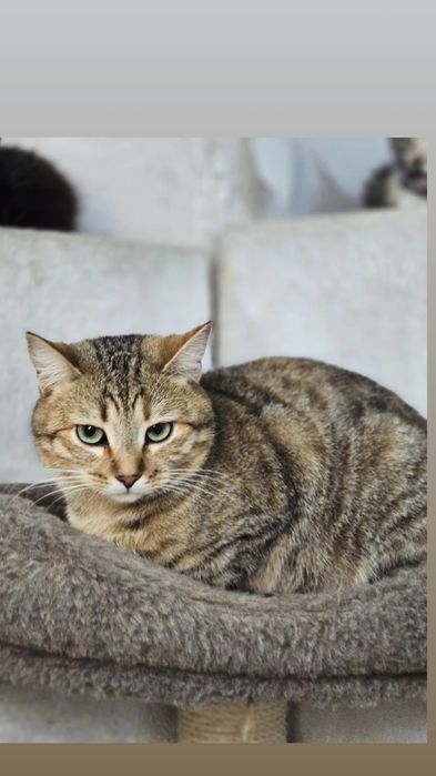 Отдам кошку лесного окраса, стерилизована, привита,  3 года