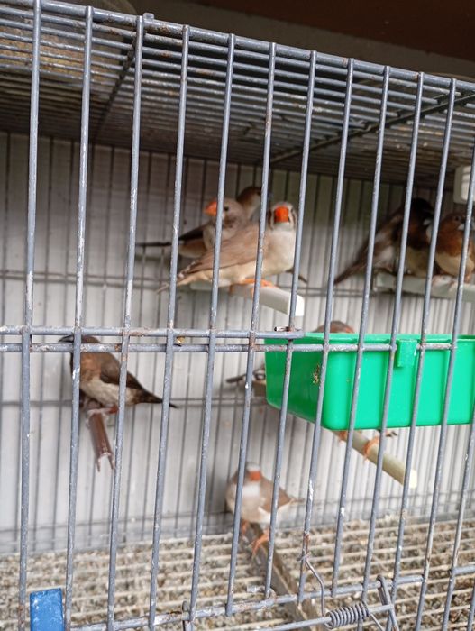 Bengalins e Mandarins