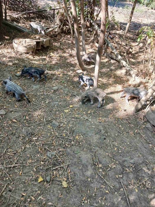 Венгерска мангалица свиня з 15 жовтня