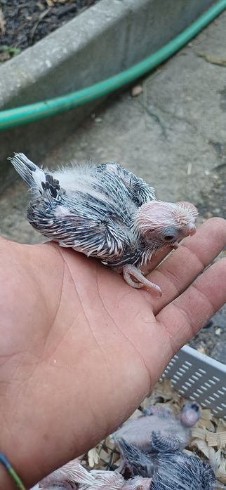 caturas  e  rosicollis  para Criar  a mão