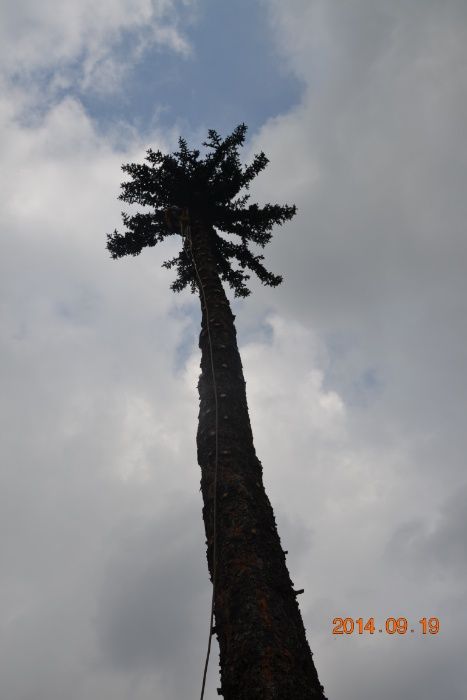 AlpinTom Wycinka i Pielęgnacja Drzew