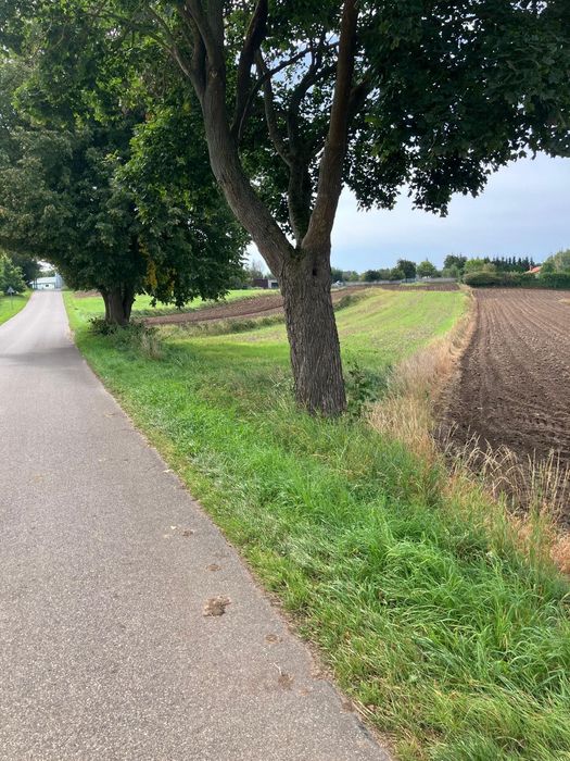 Działka 28 arów z warunkami zabudowy – Nielbark - Widok 3