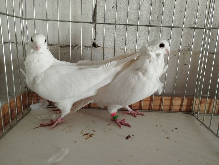 Mewk i białe egipskie, litewskie, kowieńskie